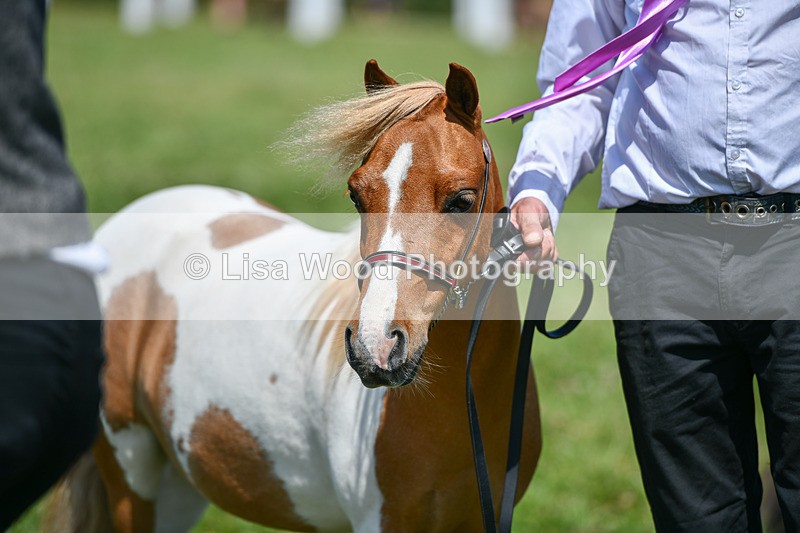 DSC_7219 - Class 61: Miniature Horse 4yrs & over
