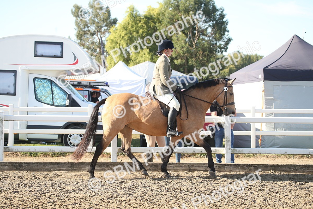SBM_11611 - Class 502 - Riding Club Horse