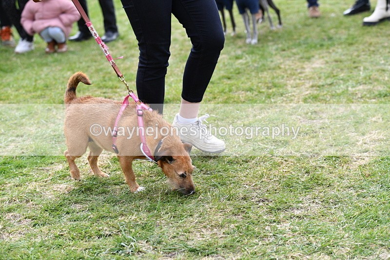 WJ5_0299 - Class 7 Best Terrier