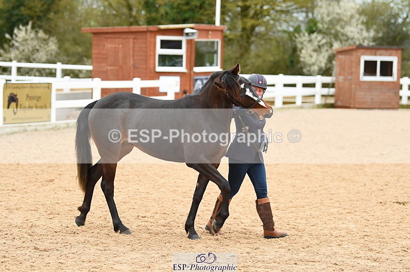 230416A-135836-04708 - Cls 46+43 In Hand Warmbloods and Foreign