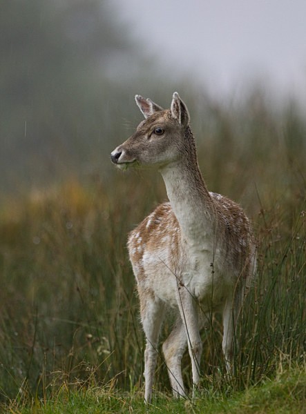 FALLOW DEER, ISLE OF MULL - ISLE OF MULL WILDLIFE, Wildlife images from the Inner Hebrides