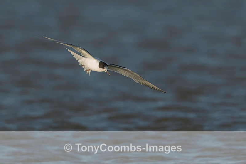 Damara Tern - The Skeleton Coast