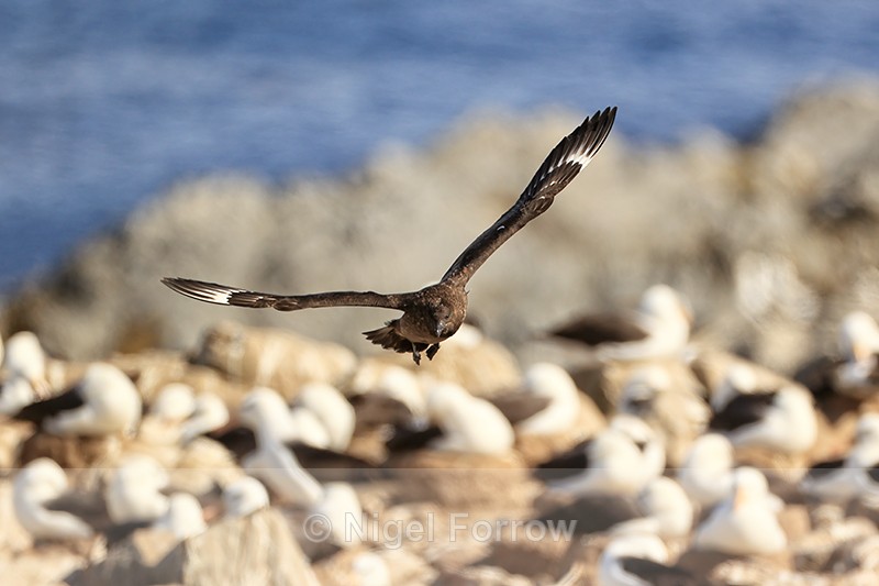 Brown Skua patrolling Albatross colony, Steeple Jason - Falkland (Brown) Skua