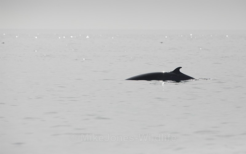 Minke Whale, off the isle of Coll, Isle of Mull, Scotland - ISLE OF MULL WILDLIFE, Wildlife images from the Inner Hebrides