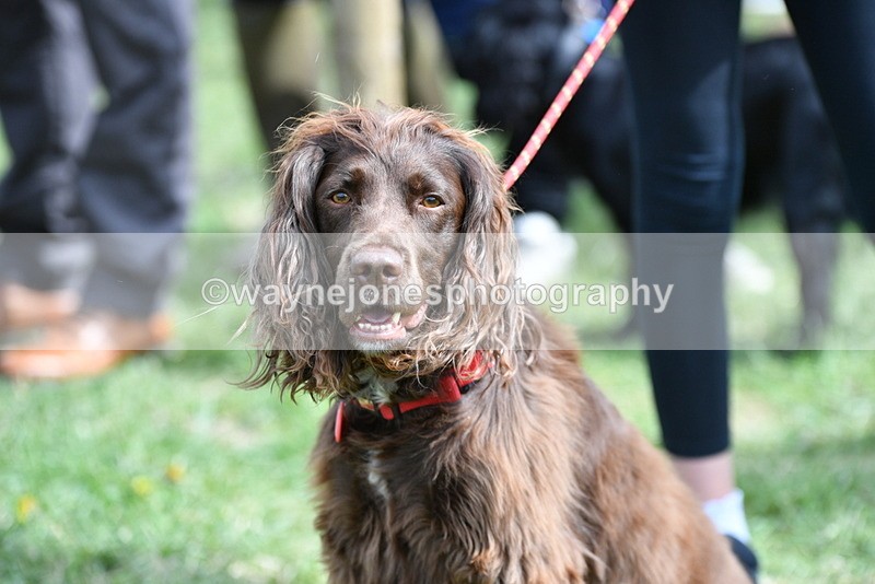 WJ5_9824 - Class 3 Most Handsome Dog