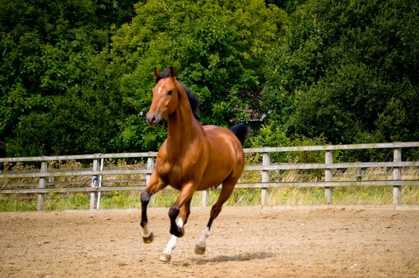 34 - EQUINE EVENT PHOTOGRAPHY