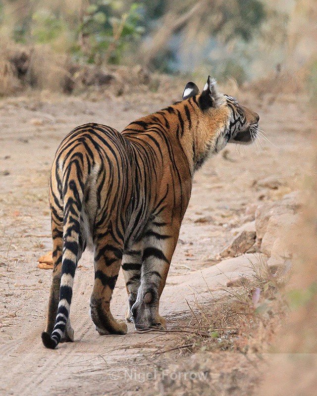 Tiger hesitates and looks, Bandhavgarh Reserve, Madhya Pradesh, India - Tiger