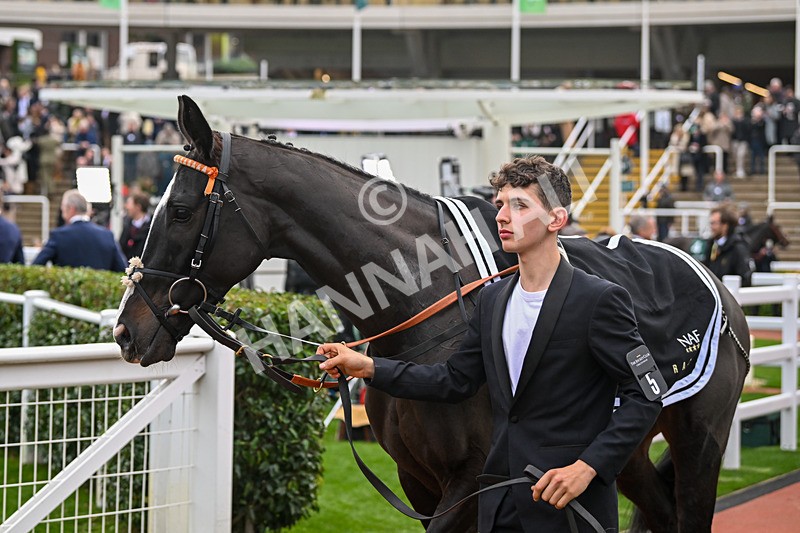 161124-Race 5-Paddock-Deep Cave-0684 - Race 5