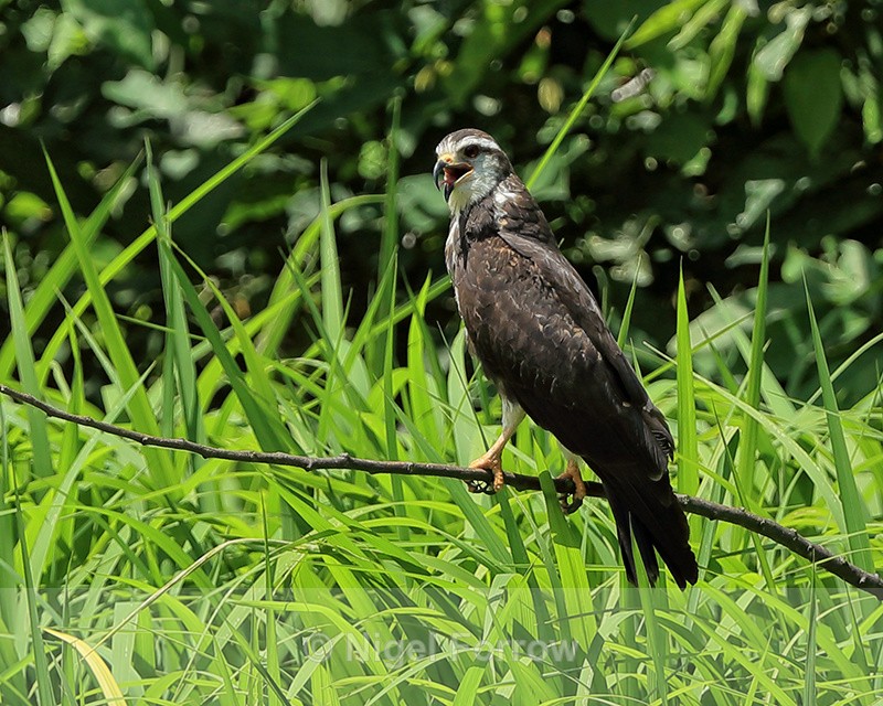 Snail Kite (female) perched, Panama - Snail Kite