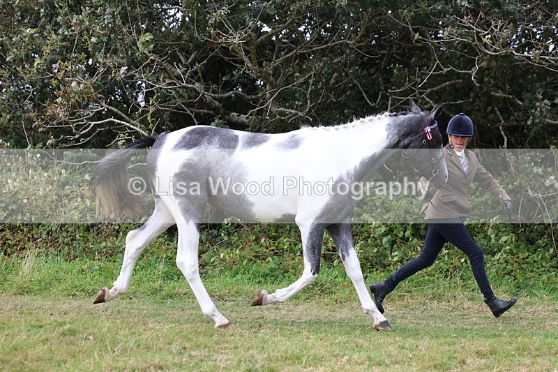 3E7A5478 - Class 20: Sports Horse In Hand