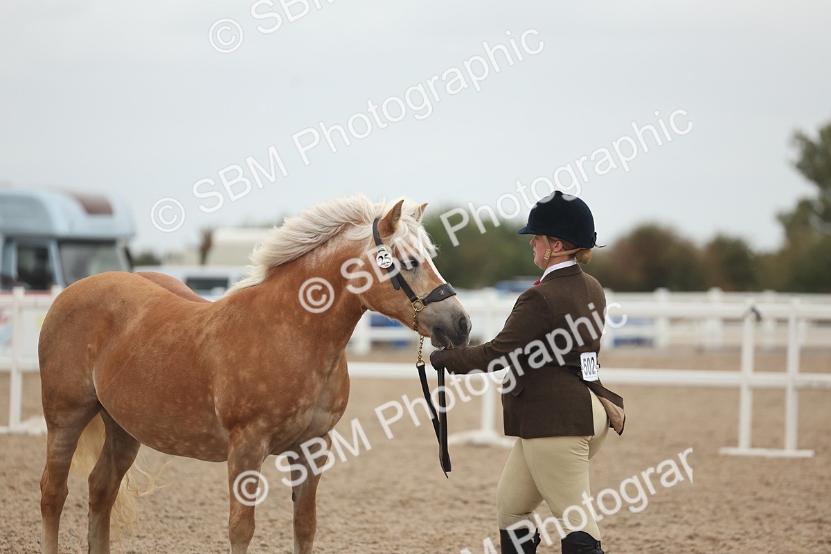 SBM_19378 - Class 317 - IH Pure Bred Horse-Pony