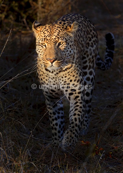 Leopard walking - Botswana