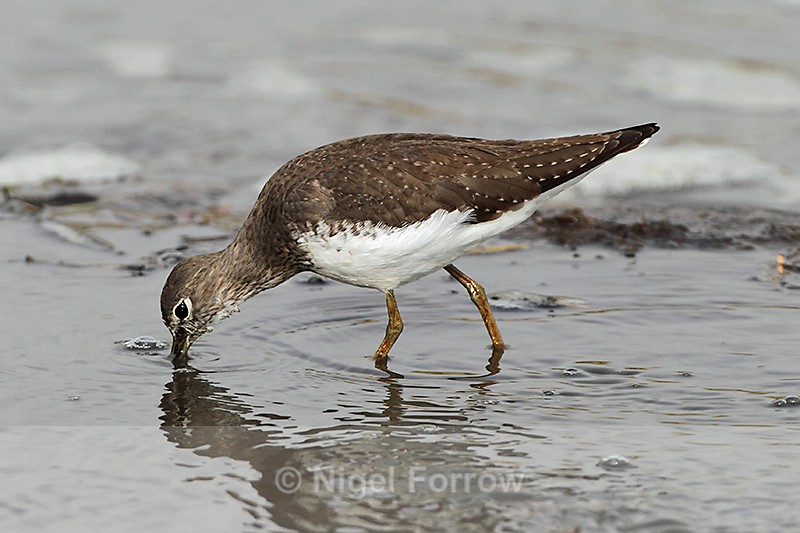 Green Sandpiper feeding in a river - Green Sandpiper