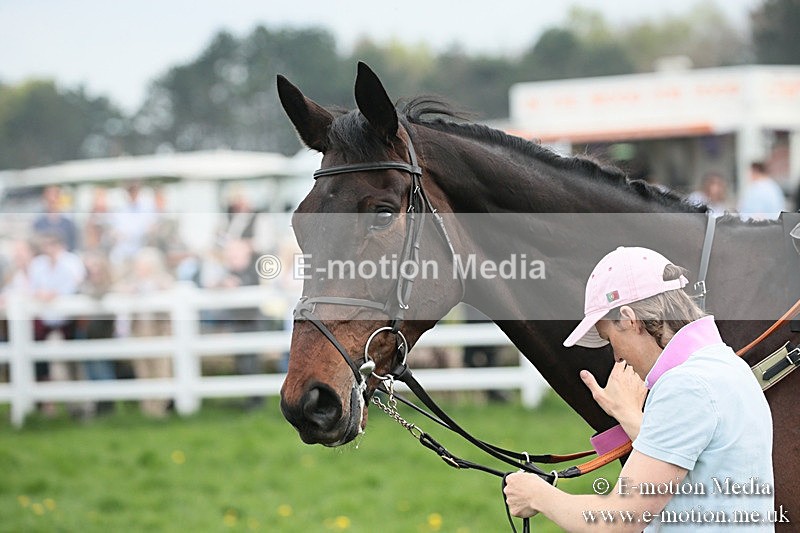 PtP 210418 155 - South & West Wilts Point-to-Point Larkhill 21/04/18