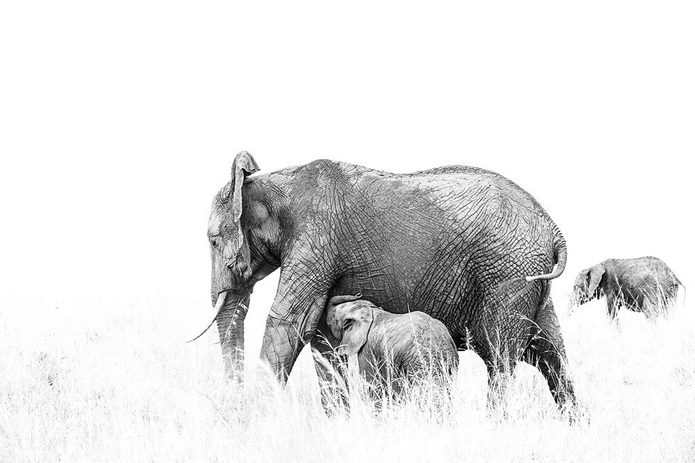 African Elephant_RLP115743 - Wildlife Fine Art
