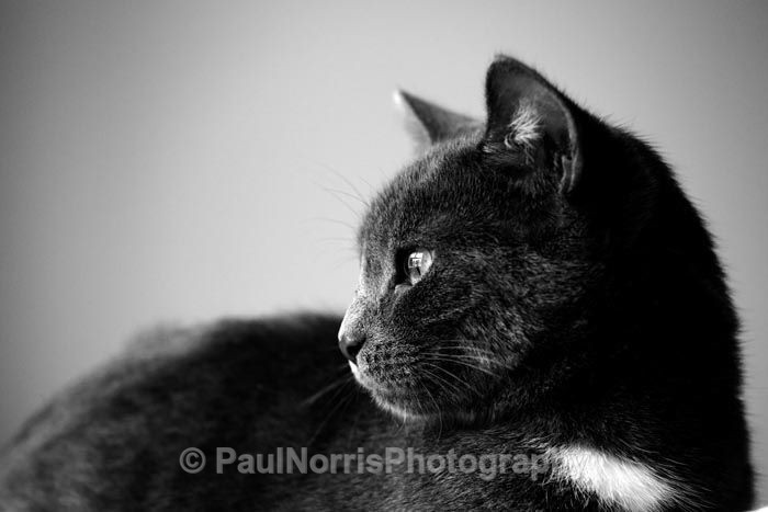  - Animals
