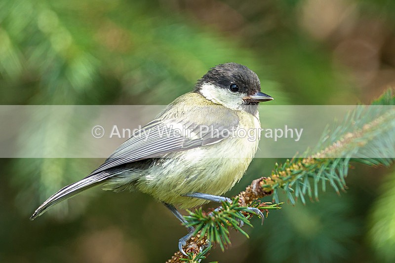 20130714-_MG_4586 - Great Tit