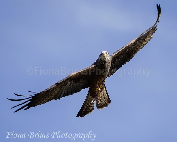 WowPD Mar17-163 - Birds of Prey