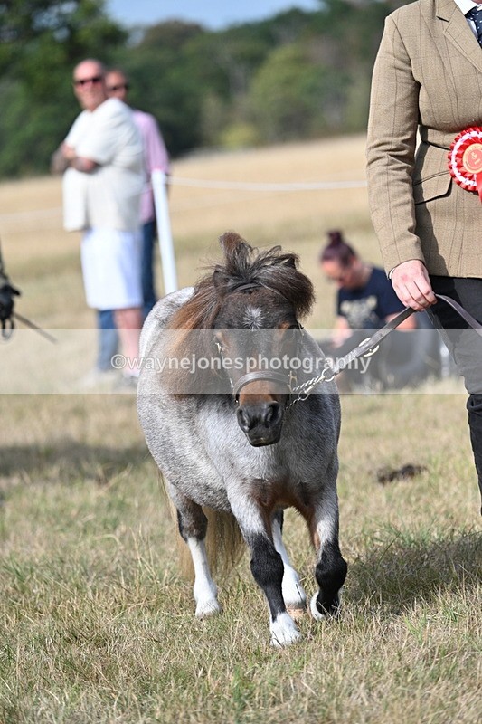 WJ7_8092 - In-hand Championship