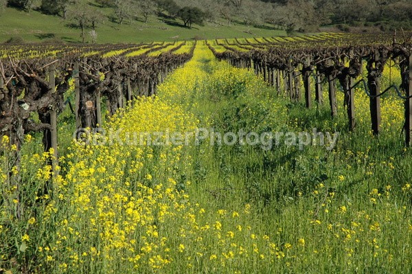  - Wine Country