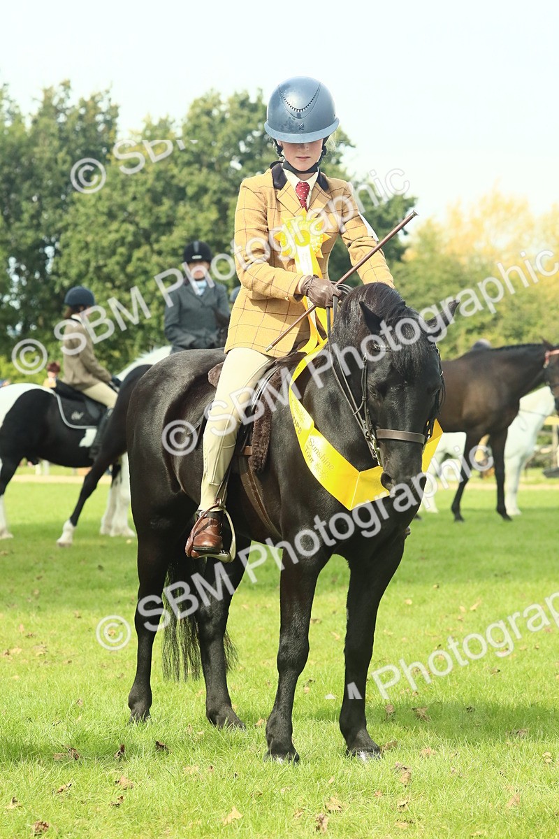 SBM_66756 - S34 - Rehabilitated Rescue Horse & Pony In Hand & Ridden