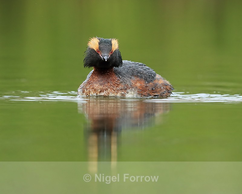 Slavonian Grebe head-on, Iceland - Slavonian Grebe
