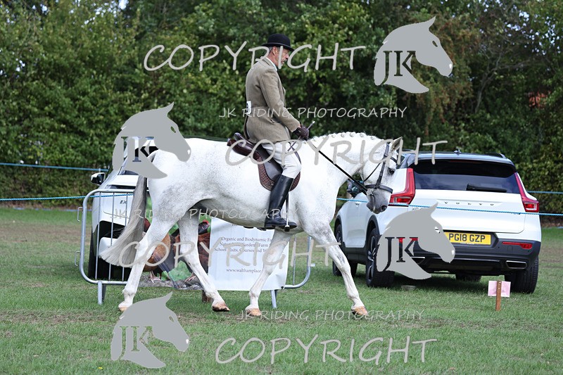 APP_4115 - Class 15a/b Pony club pony/Riding club horse