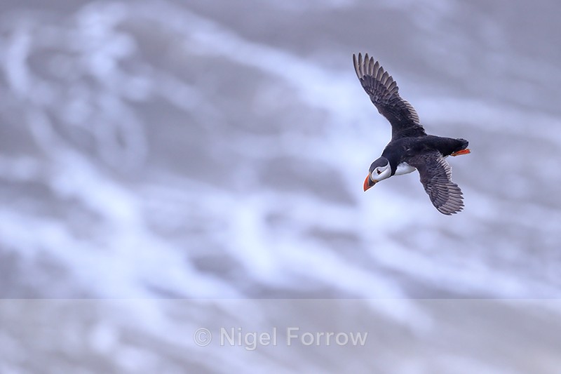 Puffin flying over surf, Bempton Cliffs, Yorkshire - Puffin