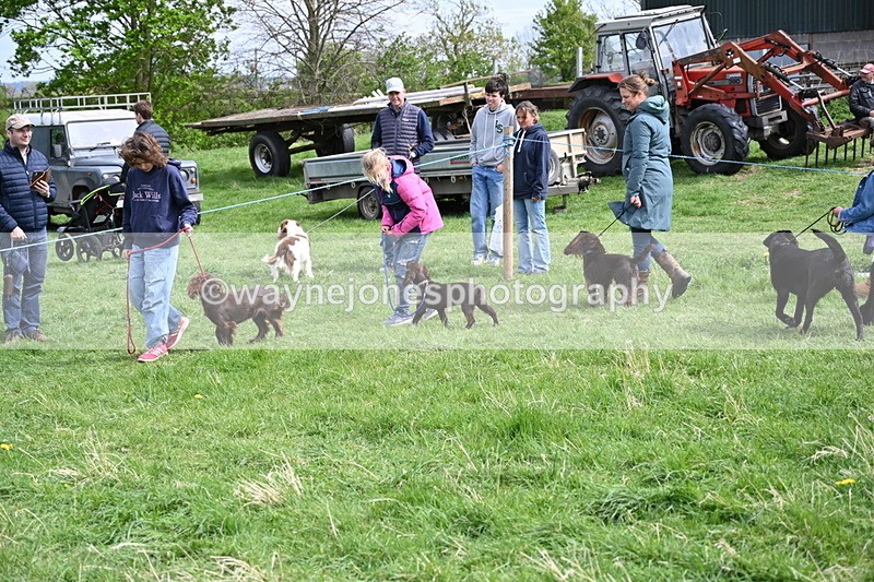 WJ6_8797 - Class 8 Best Working / Gun Dog or Bitch