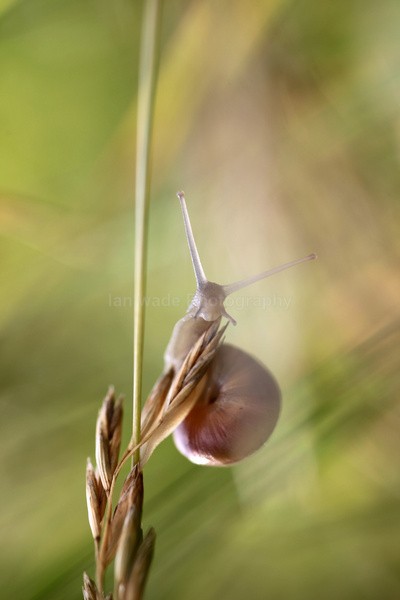  - Insects & Snails, Great Britain