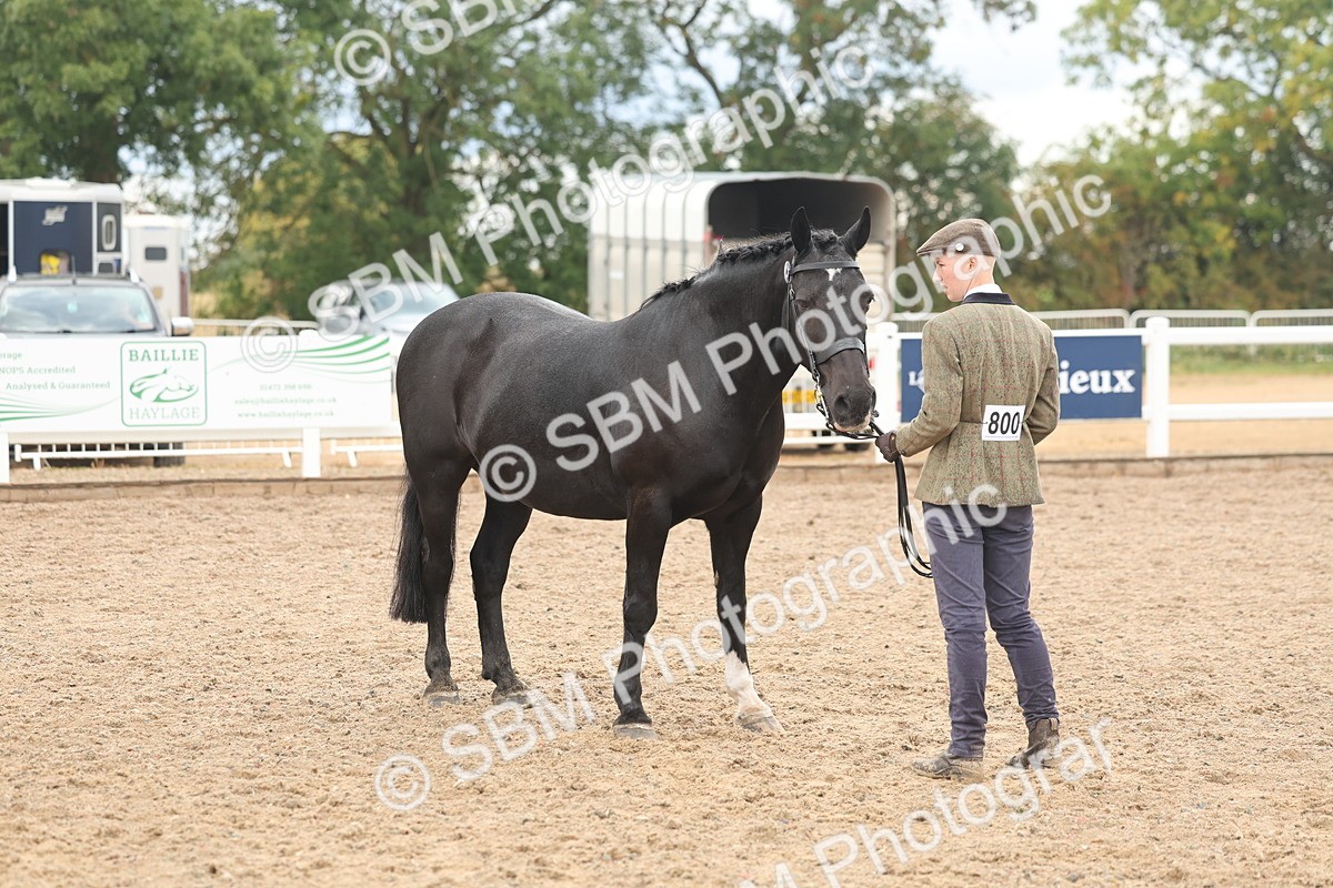 SBM_07796 - Class 27 - IH Competition Horse/Pony
