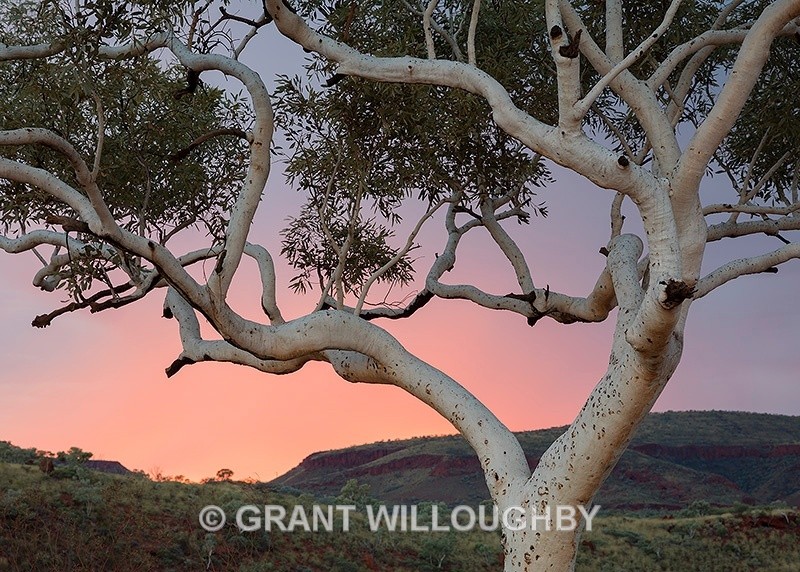 Karijini gum at sunrise - Australia