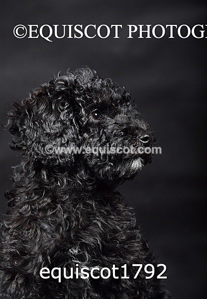 equiscot1792 - BONNIE