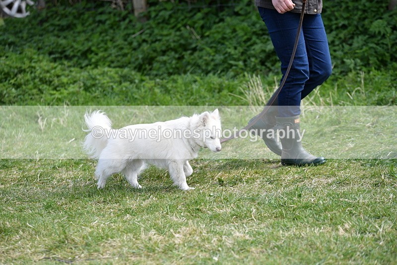 WJ5_0750 - Best in Show Championship