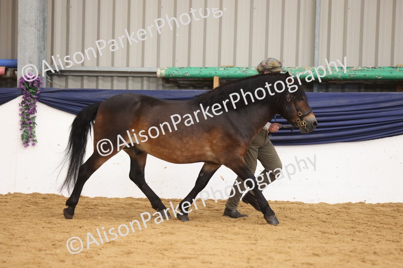 20260913-1748 - Class 117 - Stallion 4years and over
