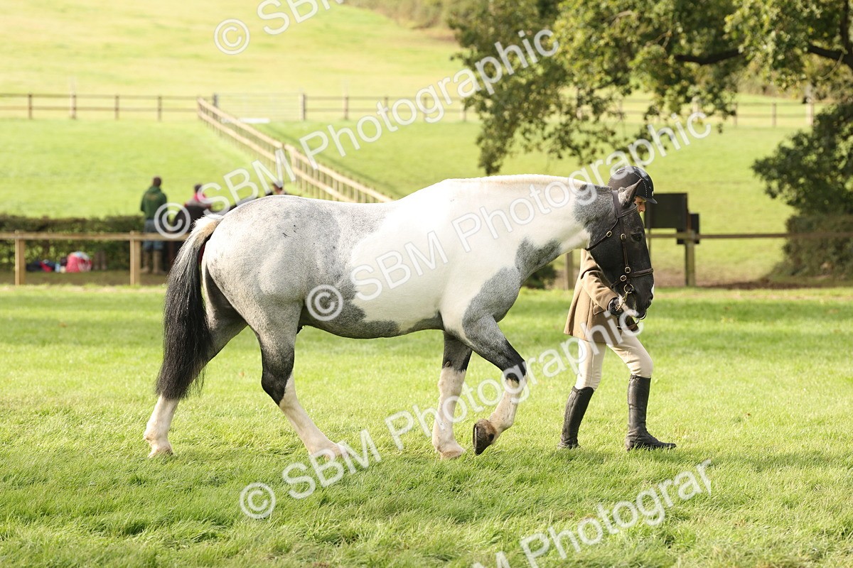 SBM_56776 - S54 - Piebald & Skewbald Horse In Hand