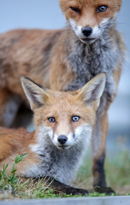  - Bristol Urban fox - foxes in family group