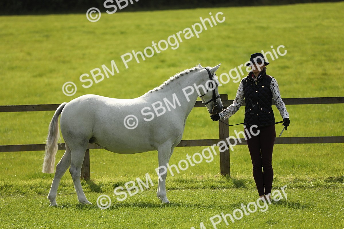 SBM_65573 - S48 - Show Pony & Show Hunter Pony In Hand