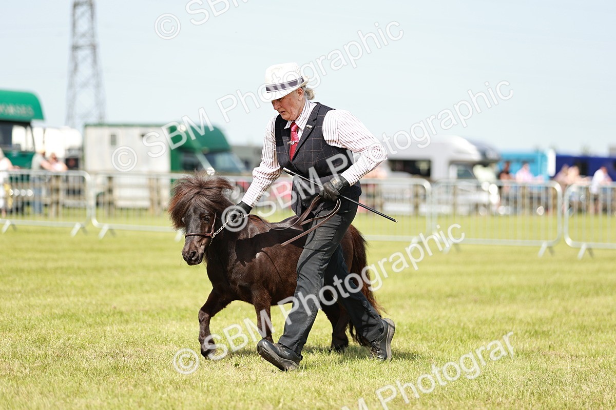 SBM_01912 - Class 14-23 - Mountain & Moorland In Hand Non Welsh