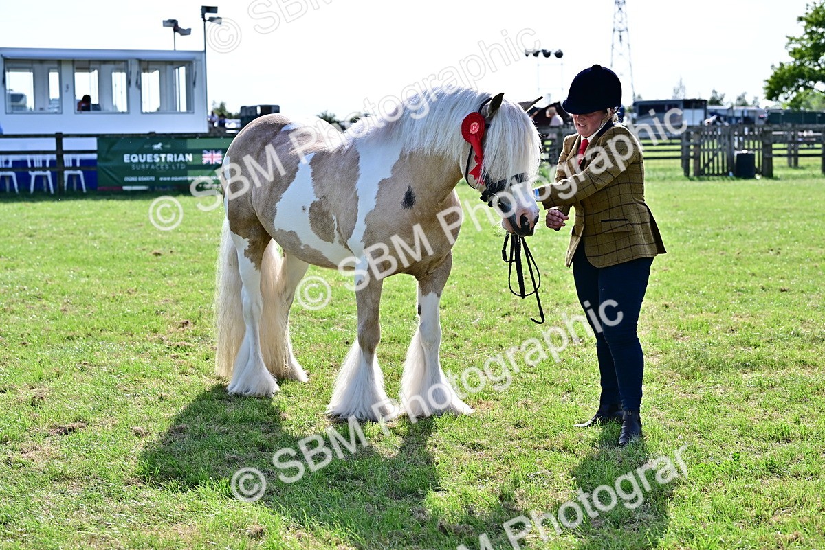 SBM_10157 - Class 63-65 - Traditional Gypsy Cobs In Hand & Ridden