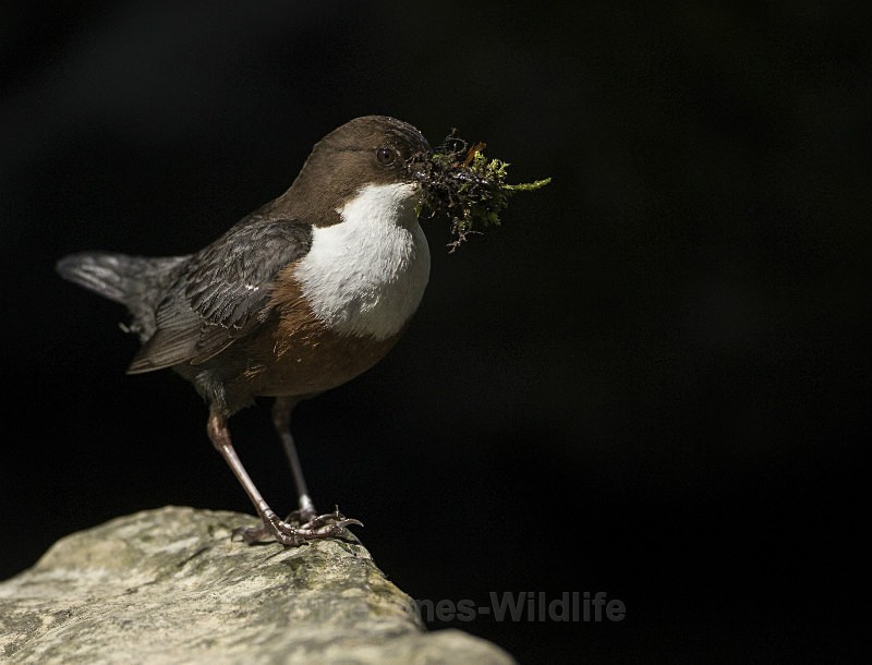 Dippers, North Wales - New Dippers