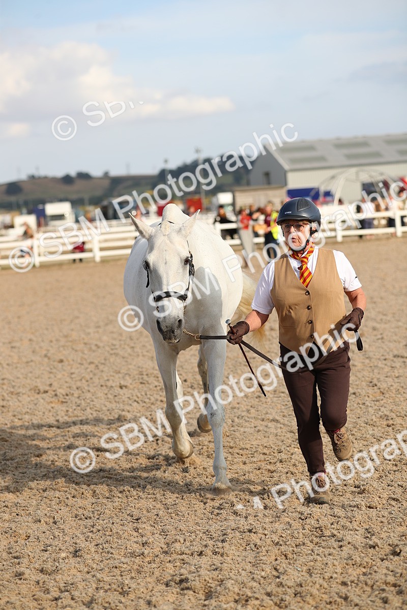 SBM_08658 - Class 28 - IH Veteran Horse