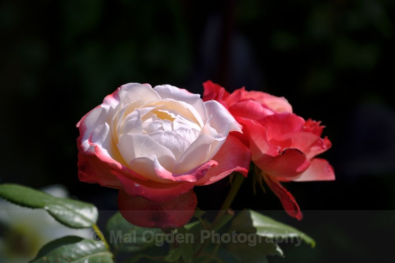Rose 'Double Delight' - Flora & Fauna