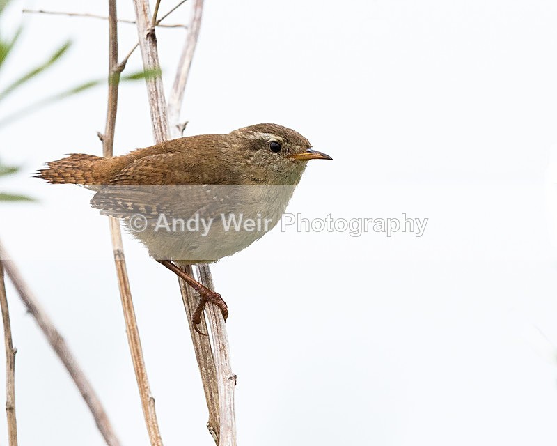 20150521-8E0A8826-3498 - Dunnock & Wren