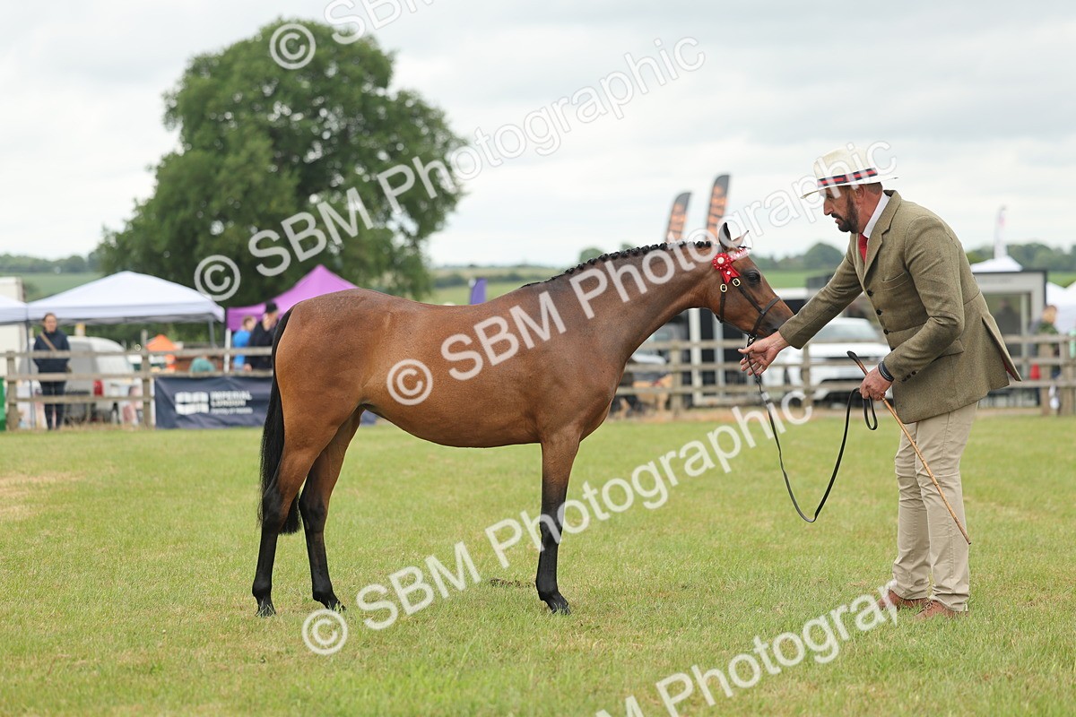 SBM_05439 - Class 68-73 - Riding Pony Breeding