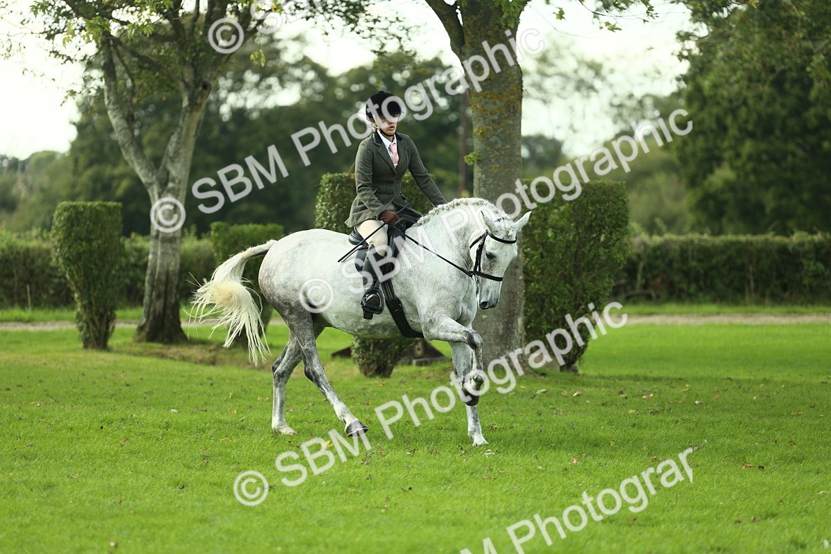 SBM_50683 - S33 - Working Hunter & Working Show Horse