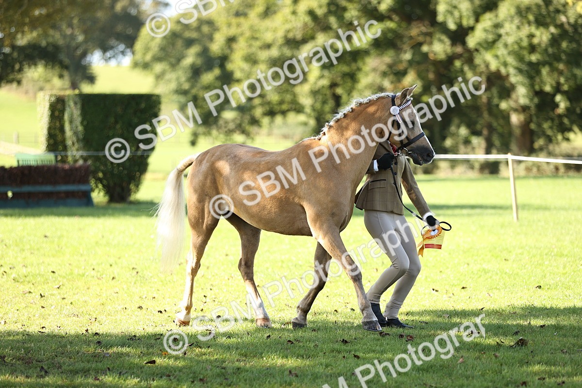 SBM_15954 - S1 - TSR in Hand Horse & Pony Showing