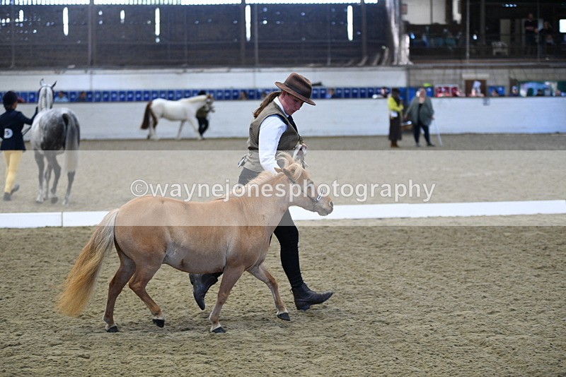 WJ5_3890 - Class 5 In Hand Veterans