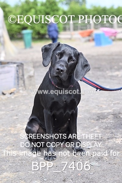 BPP_7406 - BLACK LAB