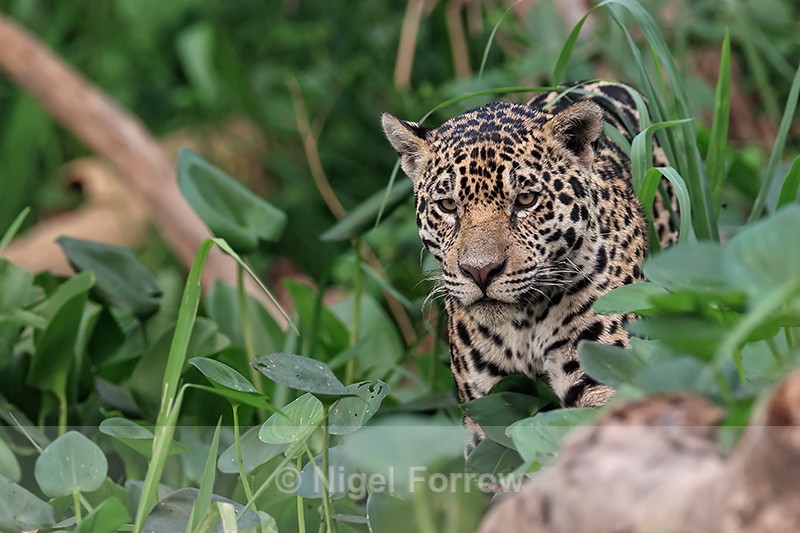 Jaguar Ti hunting, Pantanal, Brazil - Jaguar